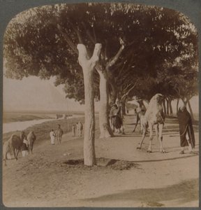El Camino a las Pirámides, Egipto, 1896 de Underwood and Underwood