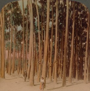 Palmeras Toddy de 100 pies de altura, Pagan, Birmania, 1907 de Underwood and Underwood