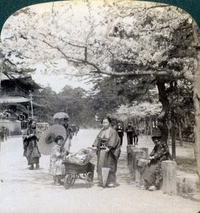 Bajo los cerezos en flor, mirando al noreste a lo largo de la avenida principal del Parque Shiba, Tokio, Japón, 1904