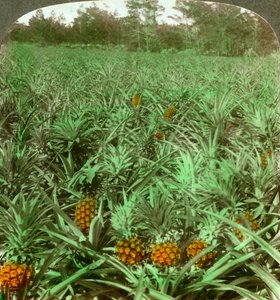 Donde crece la deliciosa piña, Florida, EE.UU., 1896