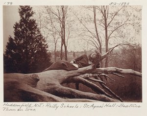 [Beatrice Thom en el árbol, Haddonfield, Nueva Jersey] de Unidentified