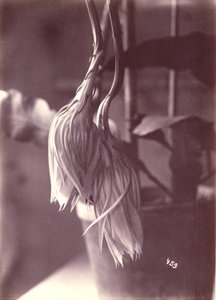 [Cereus de floración nocturna, cerrado tras la floración]