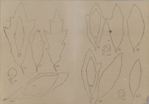 Estudio de las formas de las hojas de Unidentified