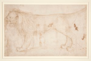 Un leon de Unknown