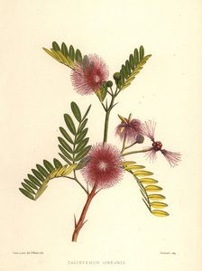 Cepillo de botella, Callistemon linearis (Calistemon linearis) de Unknown