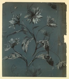 Diseño para papel tapiz o textil de flor tipo margarita con repetición de Unknown