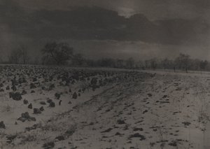 campo de coles bajo la nieve