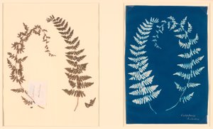 Del álbum Hatton Fern