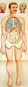 Modelo educativo desplegable de anatomía humana, c. 1895 de Unknown