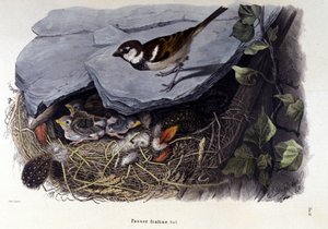 Un tablero que representa un pájaro común (o gorrión) cerca de su nido