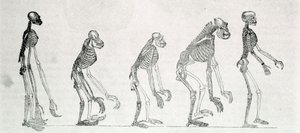 Estudio comparativo de los esqueletos del hombre y los monos: gibón, orangután, chimpancé y gorila. de Unknown artist