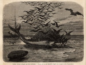 Un pez vela cosmopolita, el pez más rápido del mundo, gracias a su aleta en forma de vela en su espalda, varado en la orilla y atacado por cuervos. Grabado para ilustrar la historia Cuatro meses en Florida, por M. Pousselgue, en 1851-1852, publicado en “L de Unknown artist