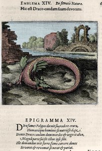 Un dragón batiendo su cola (o Ouroburo (?)). Lámina tomada del tratado de alquimia “Atalanta fugiens hoc est Emblemata nova de secretis naturae chymica” de Michel Maier (1568-1622)