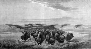Una gran manada de bisontes cruza el prado en el Valle de Missouri