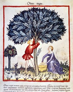 Un hombre sube a un olivo para recoger aceitunas negras. Iluminación del libro de medicina y dietética "Tacuinum sanitatis"