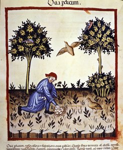 Un hombre recoge huevos de un nido de perdiz. Iluminación del libro de medicina y dietética “Tacuinum sanitatis”