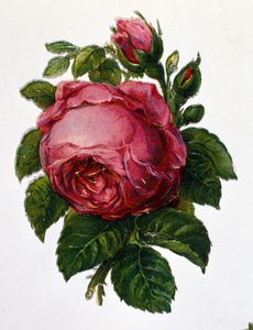 Una rosa de Unknown artist
