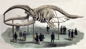 Un esqueleto de ballenas en el Royal College of Surgeons en Londres. Grabado del siglo XIX de Unknown artist