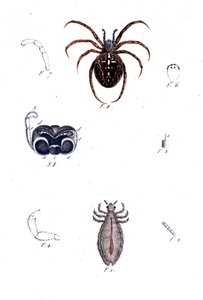 Una araña y un piojo. Tabla de historia natural, siglo XIX de Unknown artist