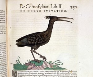 Un cuervo salvaje de la Historia Animalium de Conrad Gesner, Tiguri 1560. Biblioteca Nazionale Braidense. Milán