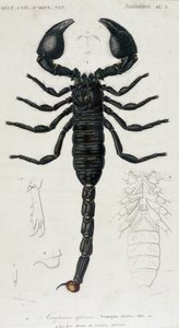 Escorpión africano - Tabla de Historia Natural de Unknown artist