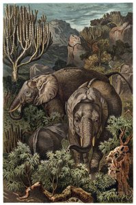 Elefante africano (Loxodonta) - Elefante africano (Loxodonta) - grabado de 
