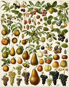 Agricultura: Tabla botánica que representa frutas comestibles (cereza, frambuesa, fresa, arándano, durazno, albaricoque, nueces, uvas, pera, avellana, higo, manzana, ciruela...). Litografía a color. de Unknown artist