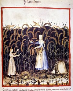 Agricultura. Recolección de pánico (cereal). Iluminación de la leche de medicina y dietética "Tacuinum sanitatis"