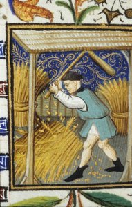 Representación alegórica de agosto. Un campesino trillando trigo. Miniatura de un manuscrito del siglo XIV.
