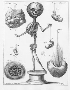 Placa anatómica que representa un esqueleto, por Frederik Ruysch (1638-1731), anatomista holandés. de Unknown artist