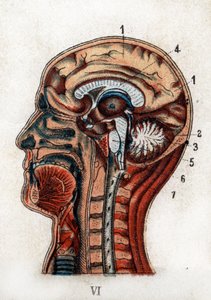 Anatomía: sección transversal del cráneo humano, sección del cerebro y médula. La tabla representa el cerebro, el cerebelo (con el árbol de la vida), la médula alargada dando origen a la médula espinal. “La nueva medicación natural” de F.E. Bilz. 1898