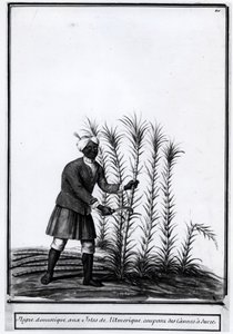 Antillas, negro doméstico cortando caña de azúcar.