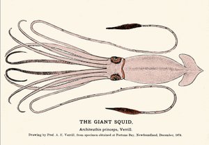 Architeuthis princeps, el calamar gigante varado en la playa de Fortune Bay (Terranova) en diciembre de 1874 y descrito por primera vez por el profesor A.E. Verrill. Grabado de la época. de Unknown artist