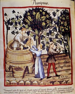 Representación del otoño: cosecha. La vendimia. Iluminación del 