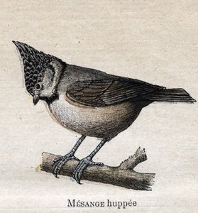 Aves útiles para la agricultura: Carbonero de Unknown artist