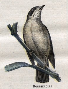 Aves útiles para la agricultura: Rousserolle de Unknown artist