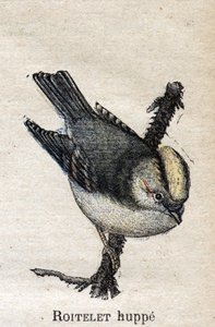 Aves útiles para la agricultura: Reyezuelo listado de Unknown artist