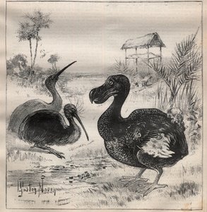 Aves que desaparecen: el dodo (o dronte) y el apteryx (o kiwi kiwi) - Grabado en “La Ciencia francesa” de Unknown artist