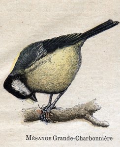 Aves útiles para la agricultura: Gran Carbonero - Carbón de Unknown artist