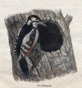 Aves útiles para la agricultura: Pájaro carpintero