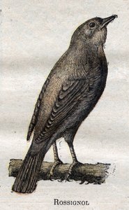Aves útiles para la agricultura: Ruiseñor