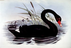 Cisne negro (cygnus atratus) - de Aves de Australia de J. Gould, principios del siglo XIX de Unknown artist