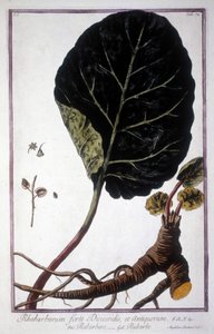 Lámina botánica: Hoja y raíces de Ruibarbo. Herbario del siglo XIX.