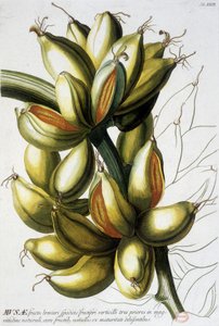 Lámina botánica: plátanos. Siglo XIX