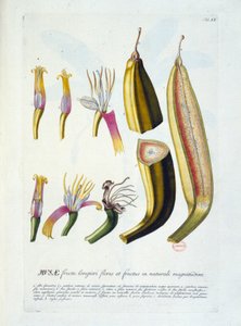 Lámina botánica: flores y corte de plátano. s.f. siglo XIX de Unknown artist