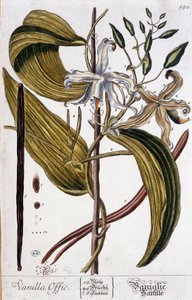 Lámina botánica de vainilla (vanilla offic) - siglo XIX de Unknown artist