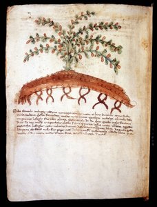 Tabla botánica representando la hierba “feniculo maggiore”. Biblioteca comunale di Rimini