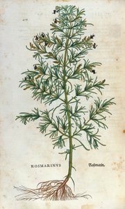 Lámina botánica: romero (rosmarinus). Herbario de Leonhard Fuchs, “Historia Stirpium”, Basilea de Unknown artist