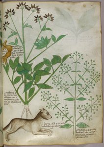 Ilustración botánica de una planta y un lobo. de Unknown artist