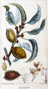Rama, flor y fruto del almendro - lámina botánica